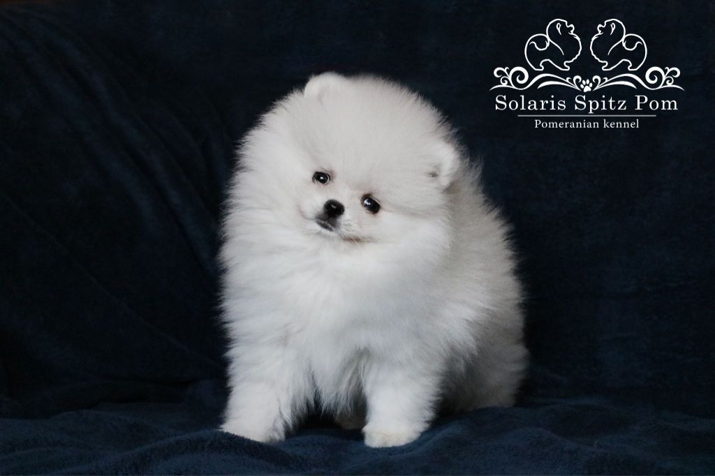 Solaris Spitz - Chiots disponibles - Spitz allemand